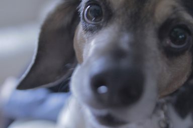 A close-up screenshot of a dog from the film Good Man by Brandon Walsh