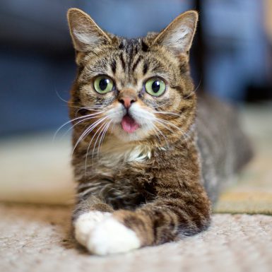Watching cat videos on the Internet may have positive effects, a new study finds. Bloomington's own Lil Bub is part of the online cat-watching phenomenon.  (Courtesy photo)