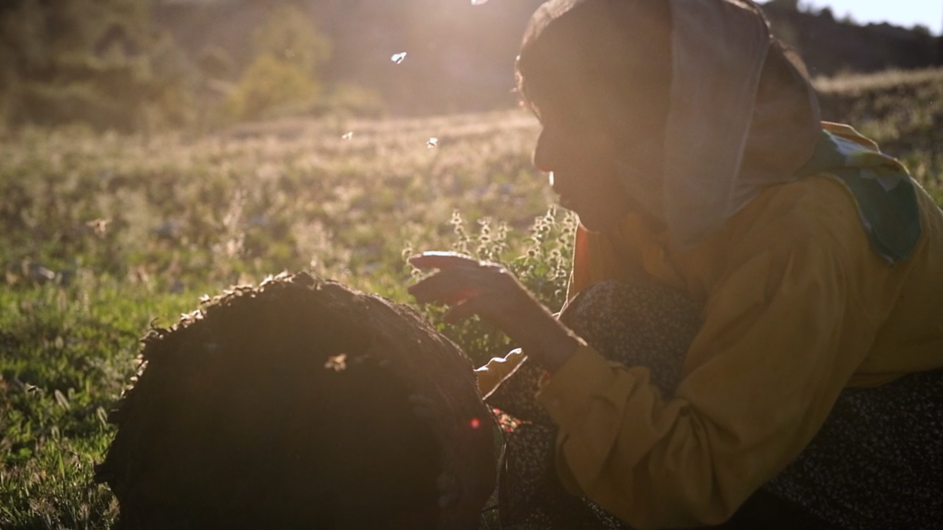 A woman inspects a beehive