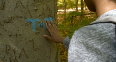 A person touches letters that are drawn on a tree trunk. 