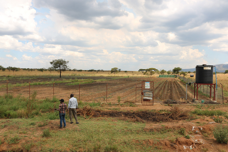 A farm in Uganda