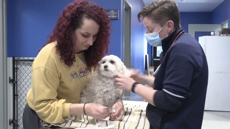 Two veterinarians care for a dog
