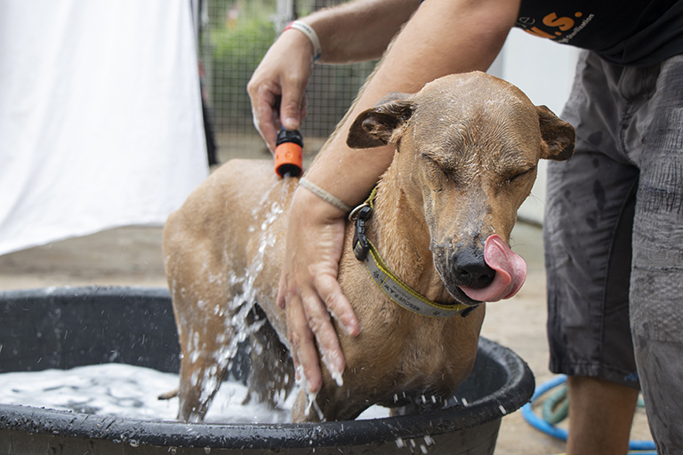 A dog stands in a large bucket filled with soapy water. The dog has his eyes closed and is licking his nose as someone stands over him rinsing him off with a hose.
